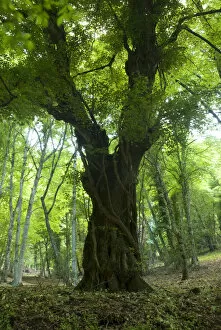 Images Dated 26th April 2008: Old tree, Foresta Umbra, Gargano National Park, Gargano Peninsula, Apulia, Italy