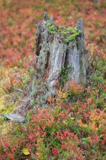 Conifers Prints: Old tree stump surrounded by autumn colours