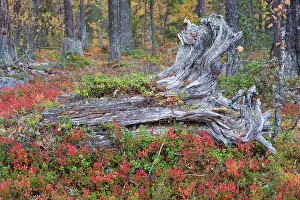 Conifers Prints: Old tree stumps in old-growth pine forest