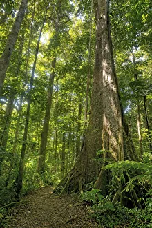 2019 July Highlights Collection: Old trees in the Syndicate Forest National Park, Dominica, Eastern Caribbean