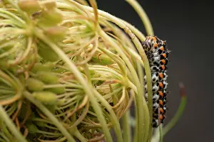 Papilio Prints: Old world swallowtail (Papilio machaon) caterpillar
