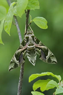 Robert Thompson Gallery: Oleander Hawkmoth (Daphnis nerii) resting, Southern Sicily, Italy. March