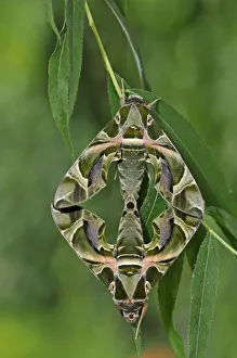 Symmetry Prints: Two Oleander Hawkmoths (Daphnis nerii) at rest on leaves