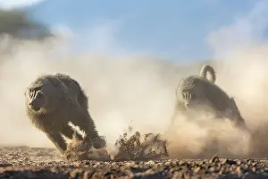 Dust Prints: Olive baboon (Papio anubis) chasing another Olive baboon