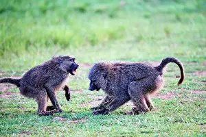 Monkey Prints: Two Olive baboon (Papio anubis) juveniles play fighting, Akagera National Park, Rwanda