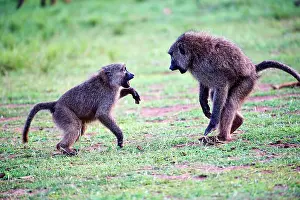 Monkey Prints: Two Olive baboon (Papio anubis) juveniles play fighting, Akagera National Park, Rwanda