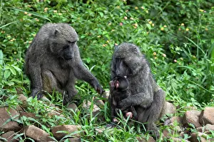 Papio Choras Prints: Olive baboon (Papio anubis) pair, playing with infant, Uganda