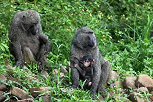 Papio Choras Prints: Olive baboon (Papio anubis) pair, with infant, Uganda