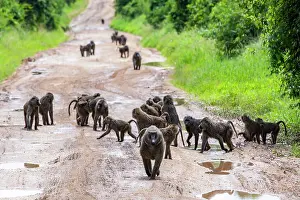 Papio Choras Prints: Olive baboon (Papio anubis) troop walking along dirt road