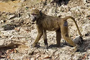 West Africa Prints: Olive baboon (Papio anubis) walking over dry ground, Pendjari National Park, Benin