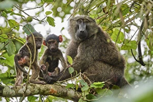 Olive baboon (Papio hamadryas anubis) mother with babies in a tree