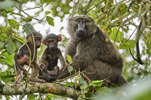 Papio Choras Prints: Olive baboon (Papio hamadryas anubis) mother with babies in a tree