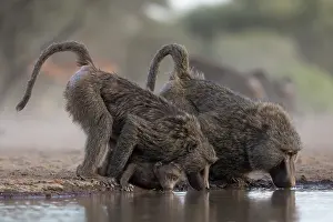 Water Hole Prints: Olive baboons (Papio anubis) drinking at waterhole, Shompole, Kenya