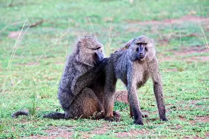 Grooming Prints: Two Olive baboons (Papio anubis) grooming, Akagera National Park, Rwanda