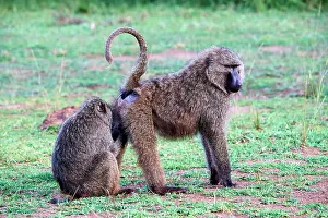 Grooming Prints: Two Olive baboons (Papio anubis) grooming, Akagera National Park, Rwanda
