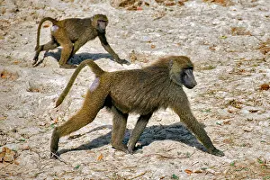 West Africa Prints: Two Olive baboons (Papio anubis) walking over dry ground, Pendjari National Park, Benin