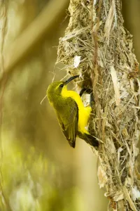 Olive-backed sunbird (Nectarinia jugularis) female returning to her nest with nesting material