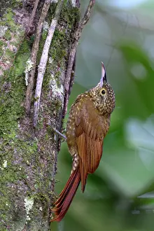 Amazon Prints: Olive-backed woodcreeper (Xiphorhynchus triangulatus) perched on tree trunk in rainforest canopy