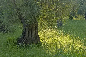 Olive grove (Olea europaea) Vieste, Gargano National Park, Gargano Peninsula, Apulia