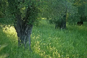 Agriculture Gallery: Olive grove (Olea europaea) Vieste, Gargano National Park, Gargano Peninsula, Apulia