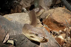 Olive python (Liasis olivaceus) hunting at night in a dry creek bed, Adelaide River Hills, Northern Territory, Australia