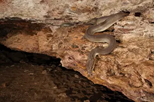 Waiting Prints: Olive python (Liasis olivaceus) sub-adult