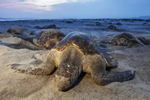 2018 August Highlights Collection: Olive Ridley Sea Turtle (Lepidochelys olivacea) nesting, Arribada (mass nesting event)