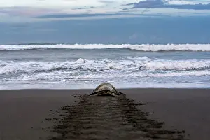 Rear View Prints: Olive ridley sea turtle (Lepidochelys olivacea) female
