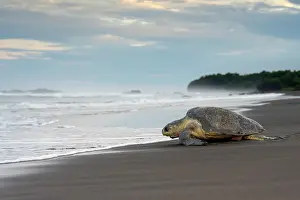 Journey Prints: Olive ridley sea turtle (Lepidochelys olivacea) female