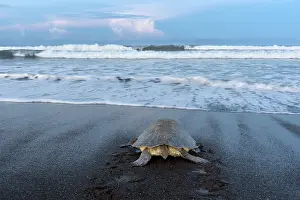 Rear View Prints: Olive ridley sea turtle (Lepidochelys olivacea) female
