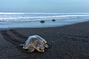 Journey Prints: Olive ridley sea turtle (Lepidochelys olivacea) female arriving on the beach to lay eggs
