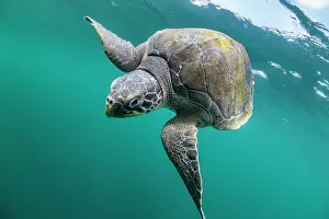 Olive Ridley Prints: Olive ridley sea turtle (Lepidochelys olivacea) juvenile