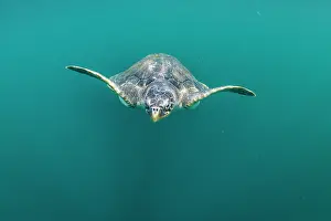 Olive Ridley Prints: Olive ridley sea turtle (Lepidochelys olivacea) juvenile