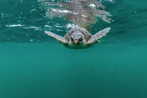 Olive Ridley Prints: Olive ridley sea turtle (Lepidochelys olivacea) juvenile