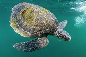 Olive Ridley Prints: Olive ridley sea turtle (Lepidochelys olivacea) juvenile