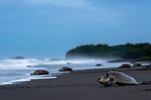 Journey Prints: Olive ridley sea turtles (Lepidochelys olivacea) female
