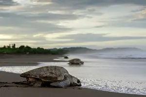 Journey Prints: Olive ridley sea turtles (Lepidochelys olivacea) female