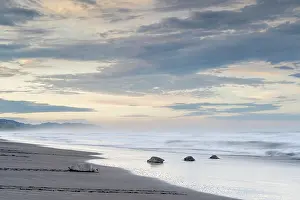 Journey Prints: Olive ridley sea turtles (Lepidochelys olivacea) females