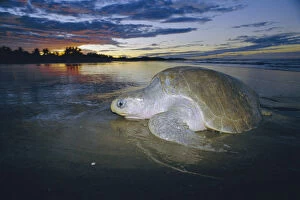 Sea Turtles Gallery: Olive ridley turtle emerging from sea at dusk. Costa Rica {Lepidochelys olivacea}