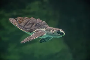 Olive ridley turtle (Lepidochelys olivacea) juvenile in captive rearing facility, Centro Mexicano de la Turtuga, Oaxaca, Mexico. Captive