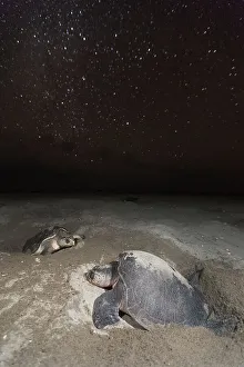 January 2023 Highlights Prints: Olive ridley turtle (Lepidochelys olivacea) laying eggs in sand under starry night during arribada
