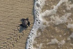 Animal Track Prints: Olive ridley turtle (Lepidochelys olivacea) newborn hatchling arriving at Pacific ocean during arribada