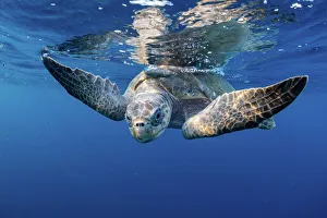 September 2022 Highlights Prints: Olive ridley turtle (Lepidochelys olivacea) swimming close to the surface