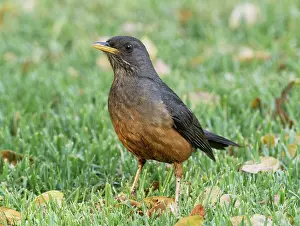 True Thrush Prints: Olive thrush (Turdus olivaceus) hunting worms on a garden lawn