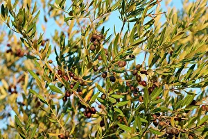 Fruit Prints: Olive tree (Olea europaea) in fruit, Buzet, Central Istria, Croatia. October