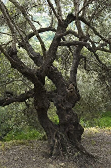 Olive tree (Olea europea) Kolimvaro, Crete, Greece, April 2009
