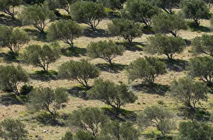 Images Dated 18th April 2009: Olive trees (Olea europea) in dry landscape, Palekastro, Crete, Greece, April 2009