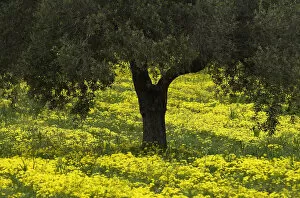 Images Dated 5th April 2009: Olive trees surrounded with flowering yellow Bermuda buttercups (Oxalis pes caprae) Kaplika