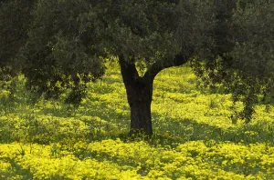 Geraniaceae Prints: Olive trees surrounded with flowering yellow Bermuda buttercups (Oxalis pes caprae) Kaplika