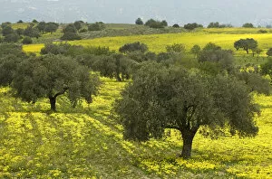 Olive trees surrounded by yellow Bermuda buttercups (Oxalis pes caprae) Kaplika, Northern Cyprus